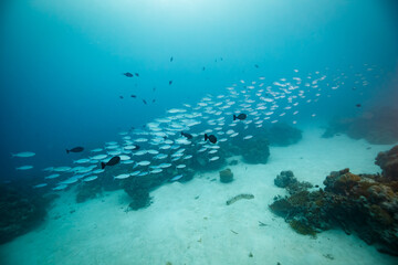 School of fish near coral reef with sunlight shining, underwater scene