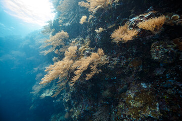 Yellowish corals on the underwater cliffs illuminated by sunlight