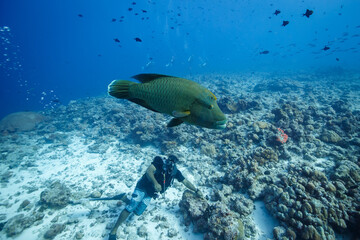 Humphead wrasse underwater swimming in a coral reef