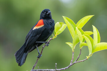 Closeup shot of a red-winged blackbird perched on a green branch