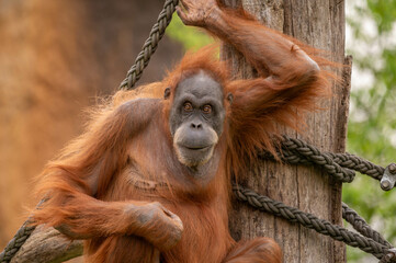 Adult orangutan hanging from a rope, observing surroundings