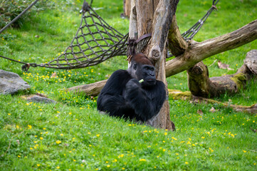 Gorilla resting near a tree while munching on leaves