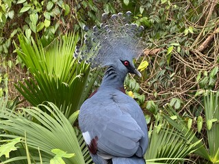 Closeup shot of a Victoria crowned pigeon perched on a tree branch