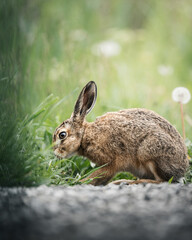 Fototapeta premium Vertical shot of an adorable brown rabbit grazing on a grassy field