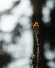 Vertical shot of a tiny chirping orange bird perched on a tree branch