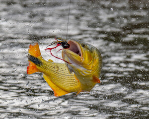 Golden dorado fish leaping to catch fishing lure in a river in Argentina