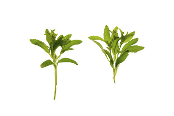 Green stevia bunch on a transparent background. PNG file. Food vegetable sweetener.Stevia rebaudiana.