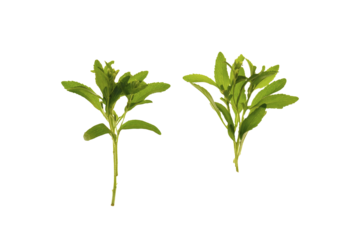Green stevia bunch on a transparent background. PNG file. Food vegetable sweetener.Stevia rebaudiana.