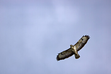 Obraz premium Adult hawk soaring in the clear blue sky