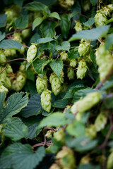 Fototapeta premium Wild hops in Bavaria, Germany