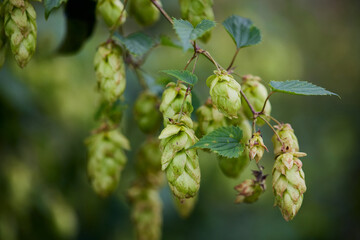 Wild hops in Bavaria, Germany