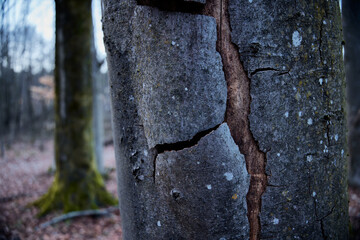 Tranquil forest in lower Bavaria, Germany