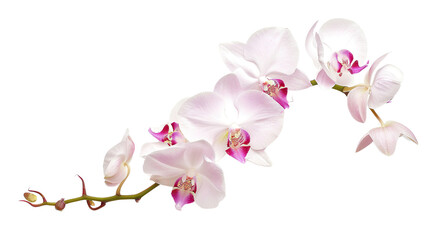 Obraz na płótnie Canvas orchid flower white background
