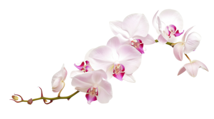 orchid flower white background