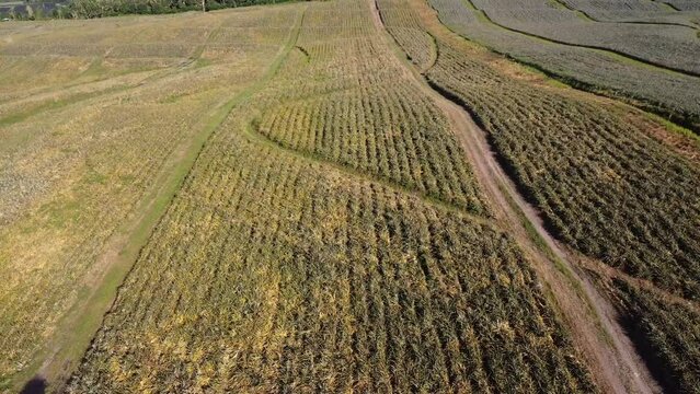 Drone shot of large pineapple fields with people riding bicycles nearby.
