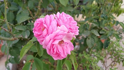 Bunch of roses blooming in the garden
