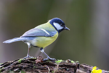 Obraz premium a yellow, black and white bird sitting on a tree branch