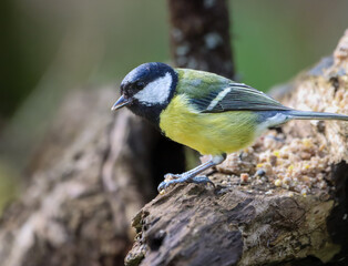 Obraz premium Selective focus shot of a great tit bird perched on a tree branch