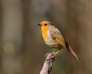 Selective focus shot of a robin bird perched on a tree branch