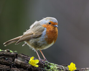 Selective focus shot of a robin bird perched on a tree branch