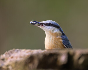 Closeup shot of a Nuthatch bird with a sunflower seed in its beak
