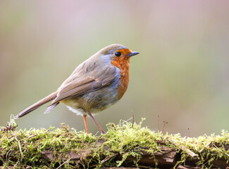 Selective focus shot of a robin bird perched on a tree branch