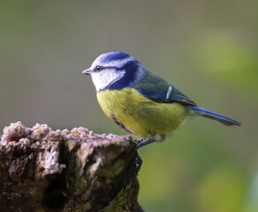 Obraz premium Selective focus shot of a blue tit bird perched on a tree branch