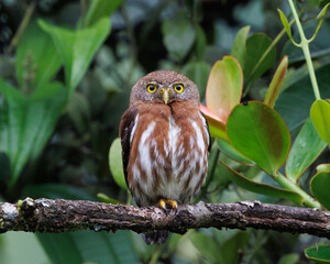 Closeup of a Ferruginous Pygmy Owl on a branch in Costa Rica
