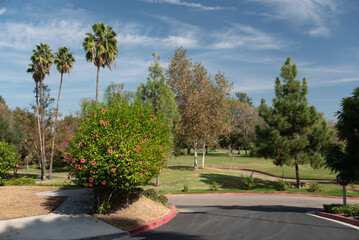 Full bloom hibiscus flower