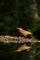 Vertical shot of a common blackbird perched on a patch of land near water