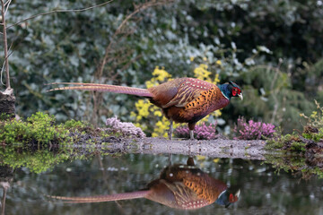 Ring-necked pheasant bird standing near a reflective pond
