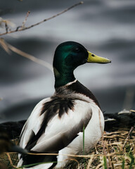 a duck with a yellow beak standing on the grass next to water