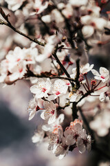 a close up of a flower with a blurry background