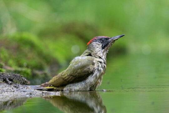 Closeup shot of a green woodpecker bird wading in a shallow pond