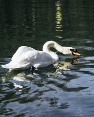 a swan on the water in the day light looking for food