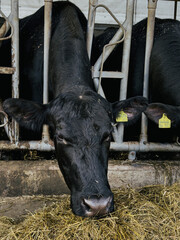 some cows are laying in the hay behind the fence in a barn