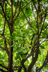 Lush green tree in dense forest with abundant foliage