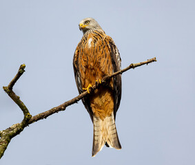 Red kite perched on a tree branch.