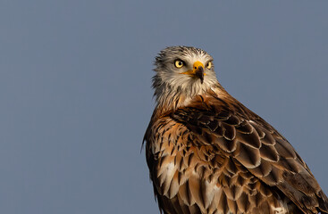 Closeup shot of a red kite.
