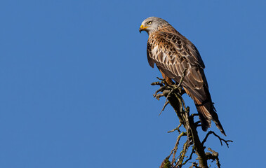 Red kite perched on a tree branch.