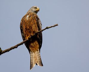 Red kite perched on a tree branch.