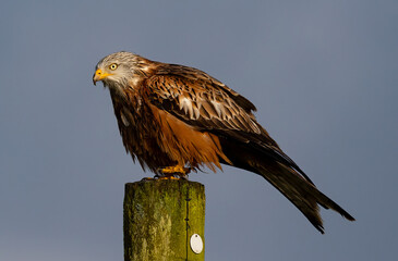 Red kite perched on a post.