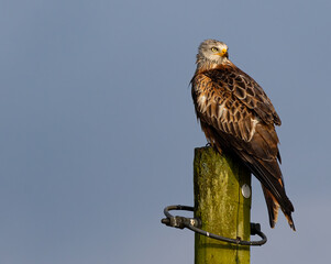 Red kite perched on a post.