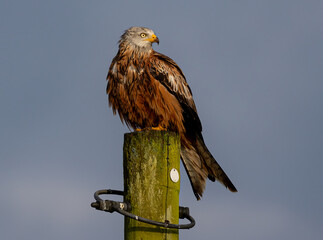 Red kite perched on a post.