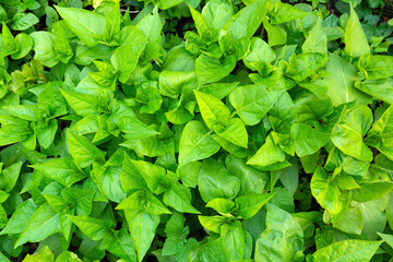 Bright green plants in the garden background