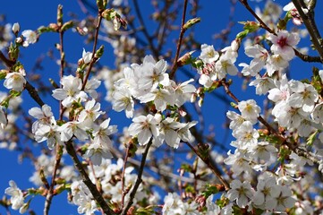 Spring blossoms in Victoria, BC, Canada