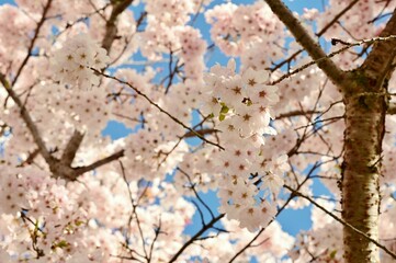 Spring blossoms in Victoria, BC, Canada