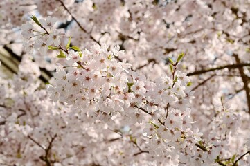 Spring blossoms in Victoria, BC, Canada