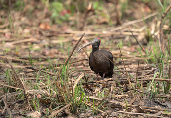 Closeup shot of a red-naped ibis bird surrounded by dry branches in a forest
