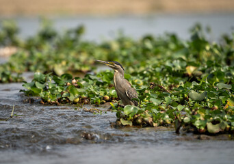 Closeup shot of a striated heron perched near leaves on a pond